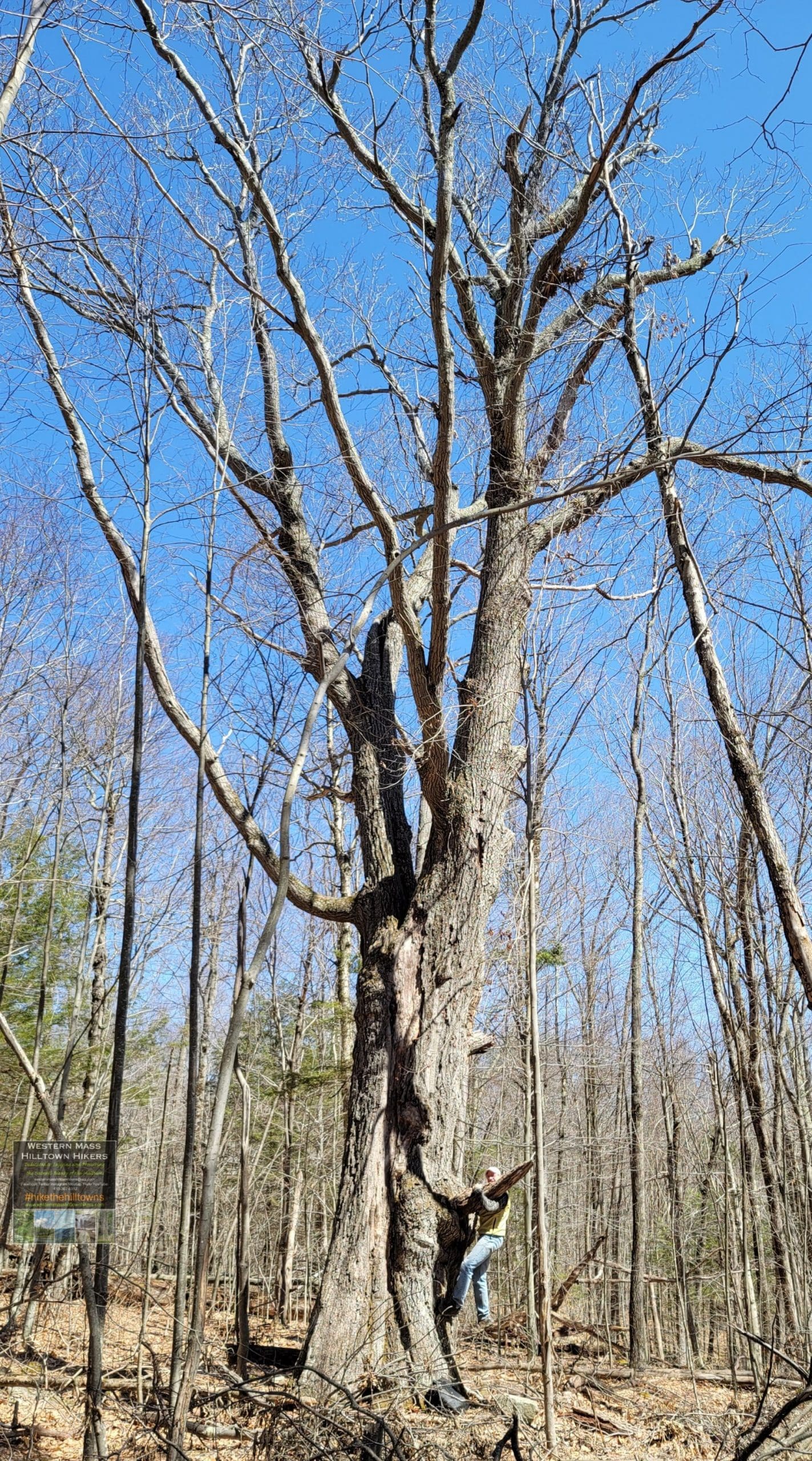 Western Mass Hilltown HikersHike the HilltownsJones Road in Blandford