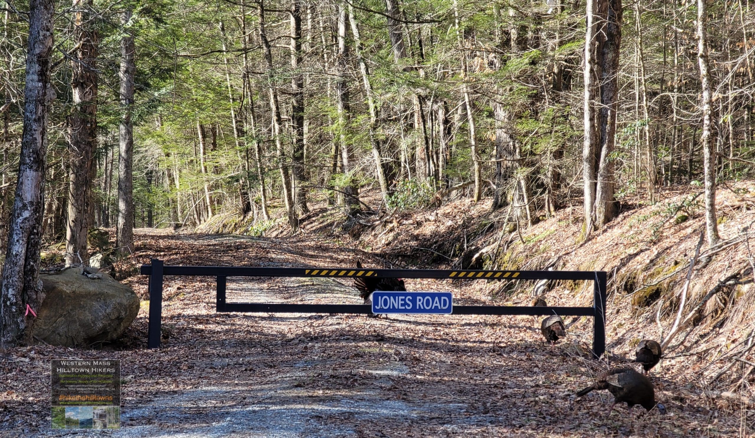 Western Mass Hilltown HikersHike the HilltownsJones Road in Blandford