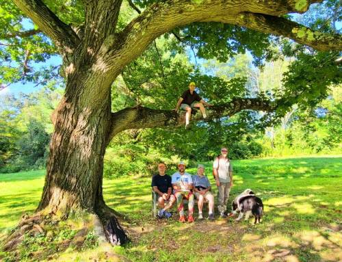 Bullard Woods in Stockbridge