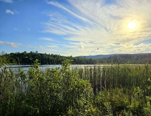 Blueberry Trail at Clarksburg