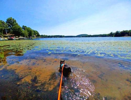 South Pond Congamond Paddle