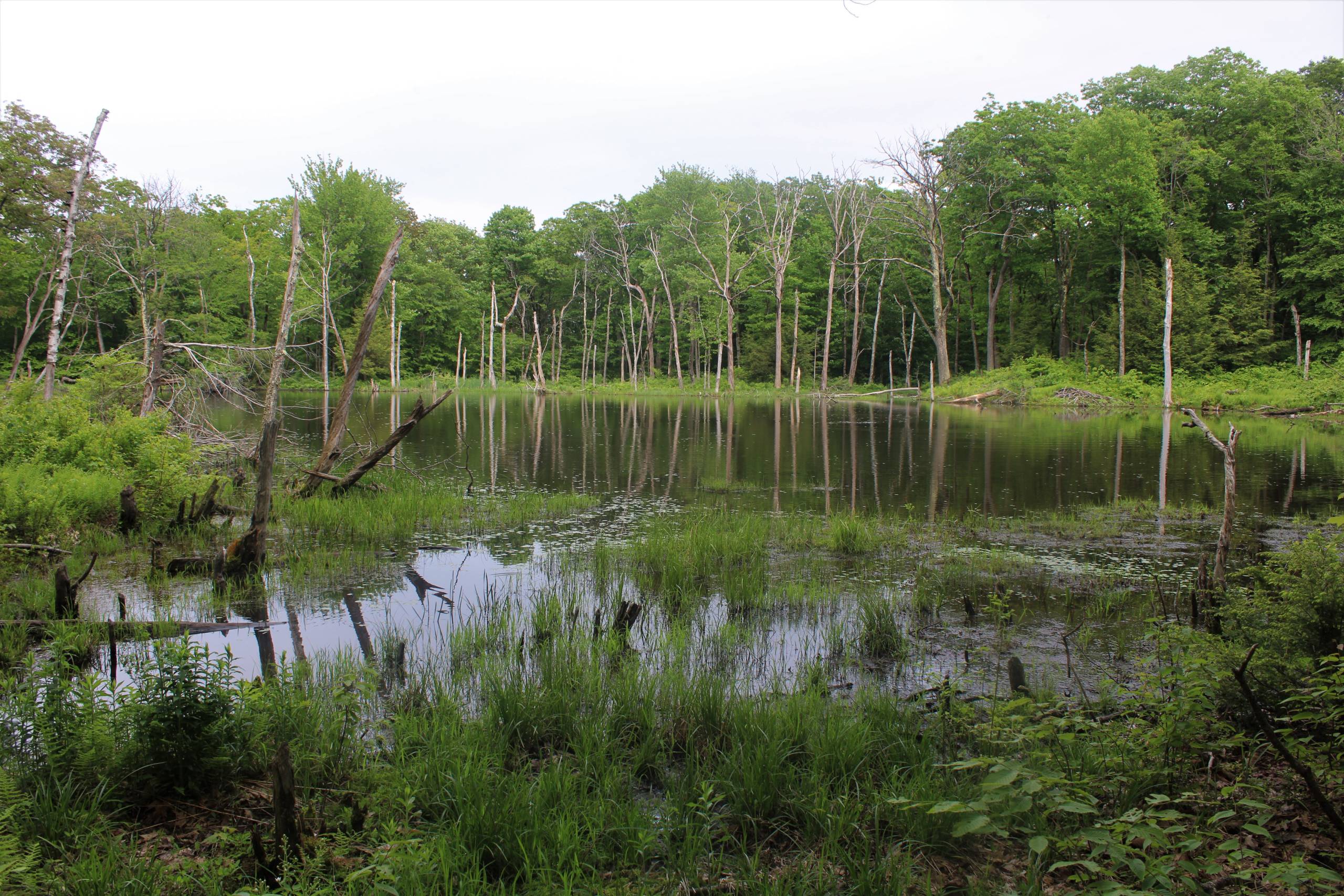 Western Mass Hilltown HikersHike the HilltownsTwin Ponds Hancock