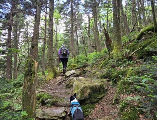 Saddleball Mountain at Mount Greylock