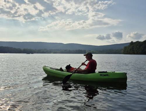 Stockbridge Bowl with Penelope the Frenchie Puppy