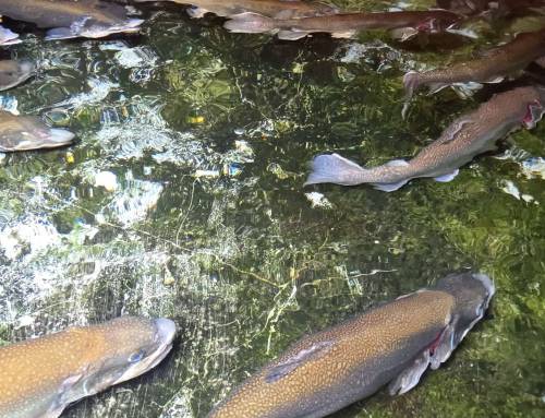 Berkshire National Fish Hatchery