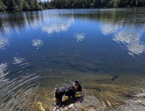 Guilder Pond’s Swimming Rock