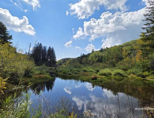 Mt. Wilcox Loop at Beartown State Forest