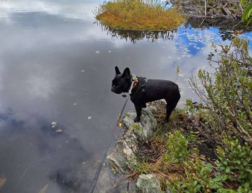 Guilder Pond in September