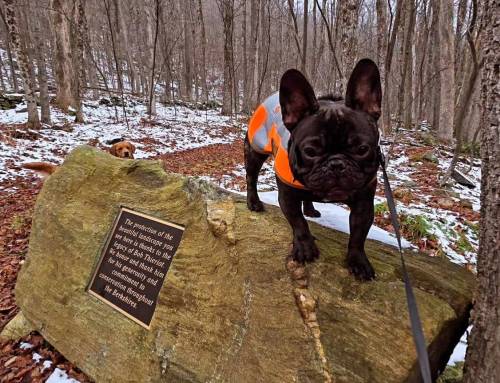 Coles Brook Preserve