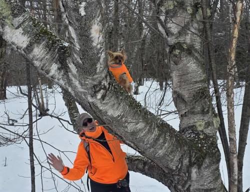Rockwell Road Mount Greylock