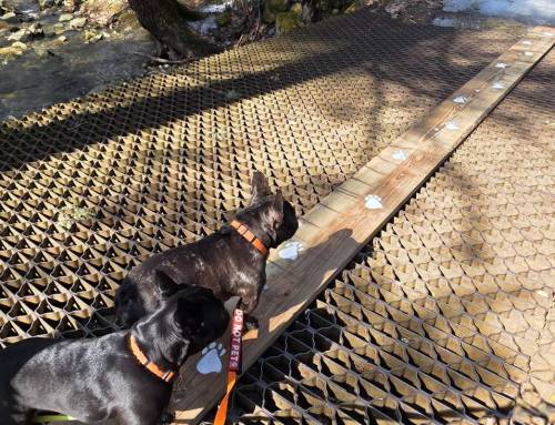 NEW Dog Bridge at the Keystone Arch Bridges Trail