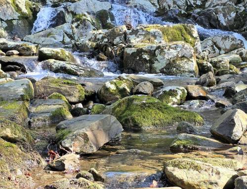 Babcock Brook in Chester