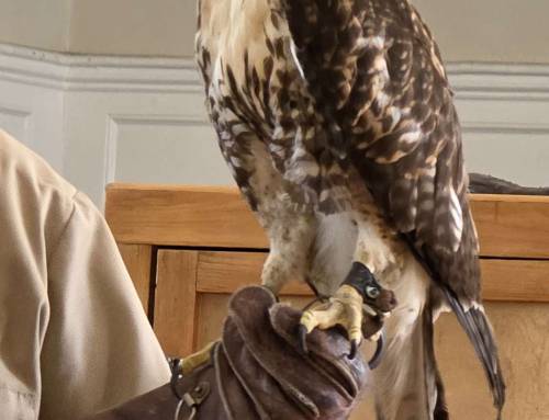 Birds of Prey with Tom Ricardi