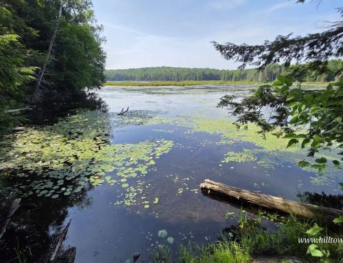 Bog Pond to Haskins Trail at Savoy Mountain State Forest